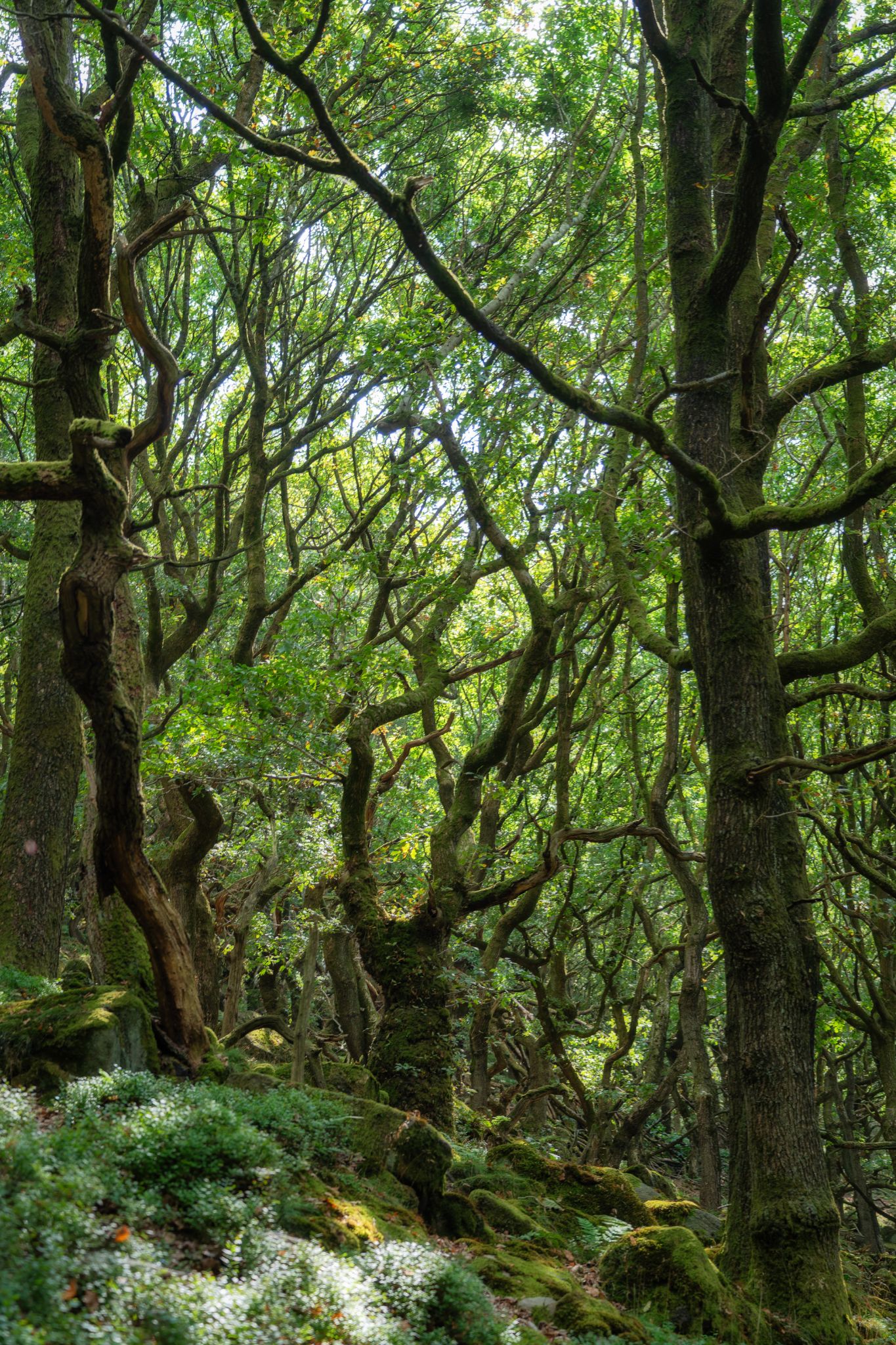 Wald der verdrehten Bäume